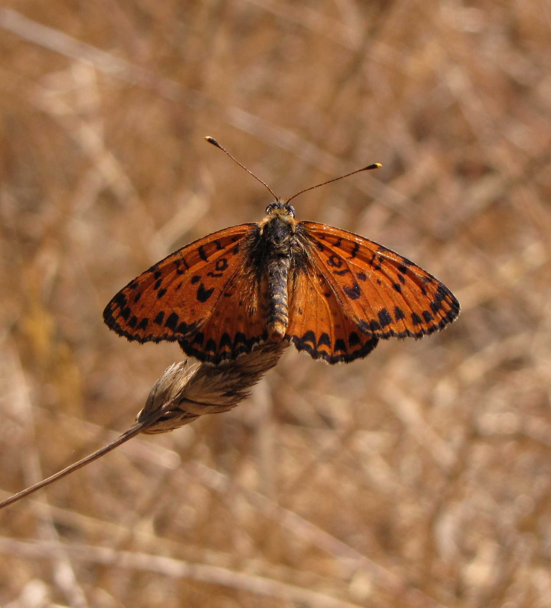 Melitaea didyma (maschio)